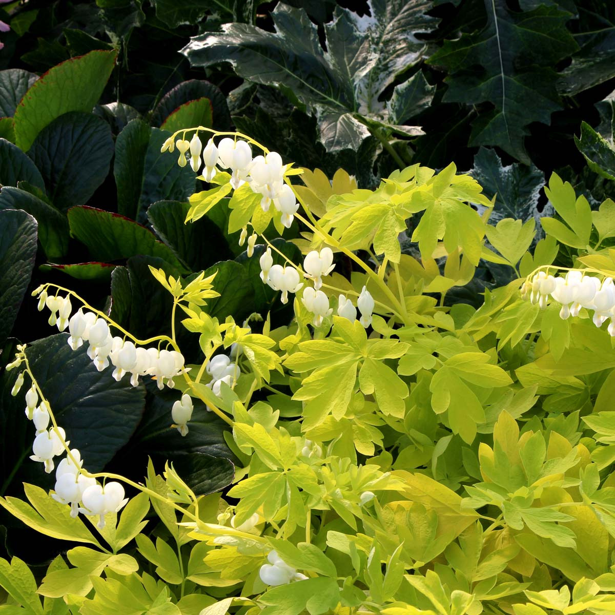 'White Gold' Bleeding Heart - Image 4