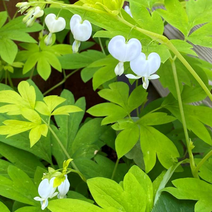 'White Gold' Bleeding Heart - Image 5