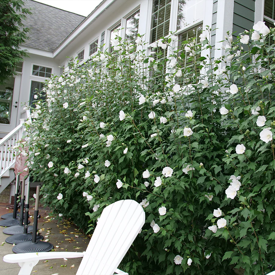 White Pillar® Rose of Sharon (Hibiscus)