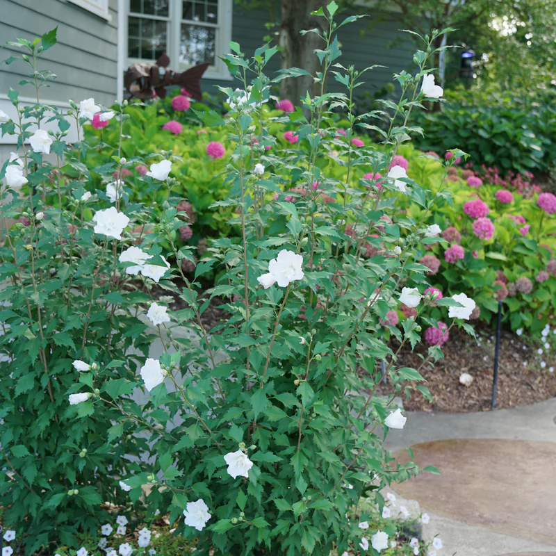 White Pillar® Rose of Sharon (Hibiscus) - Image 2