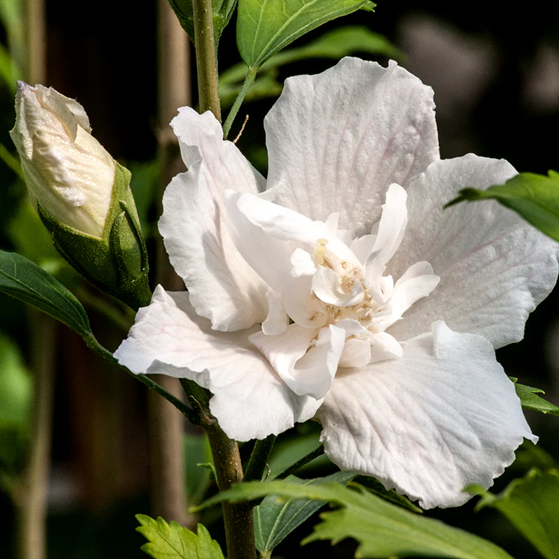 White Pillar® Rose of Sharon (Hibiscus) - Image 3