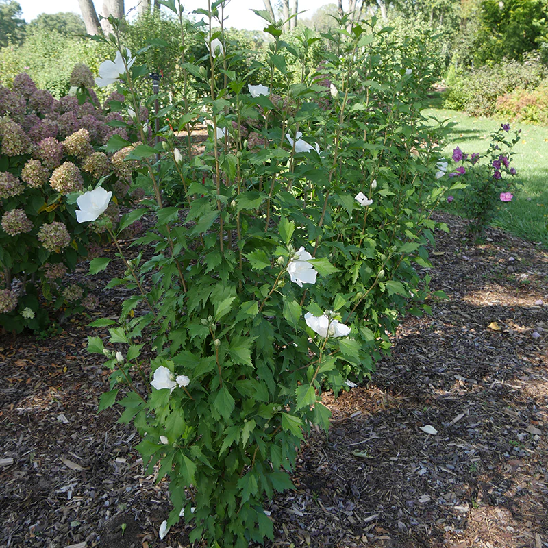 White Pillar® Rose of Sharon (Hibiscus) - Image 4