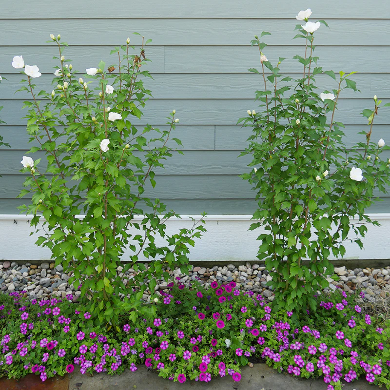 White Pillar® Rose of Sharon (Hibiscus) - Image 5