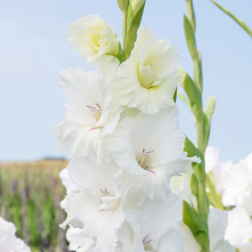 'White Prosperity' Gladiolus - Image 2