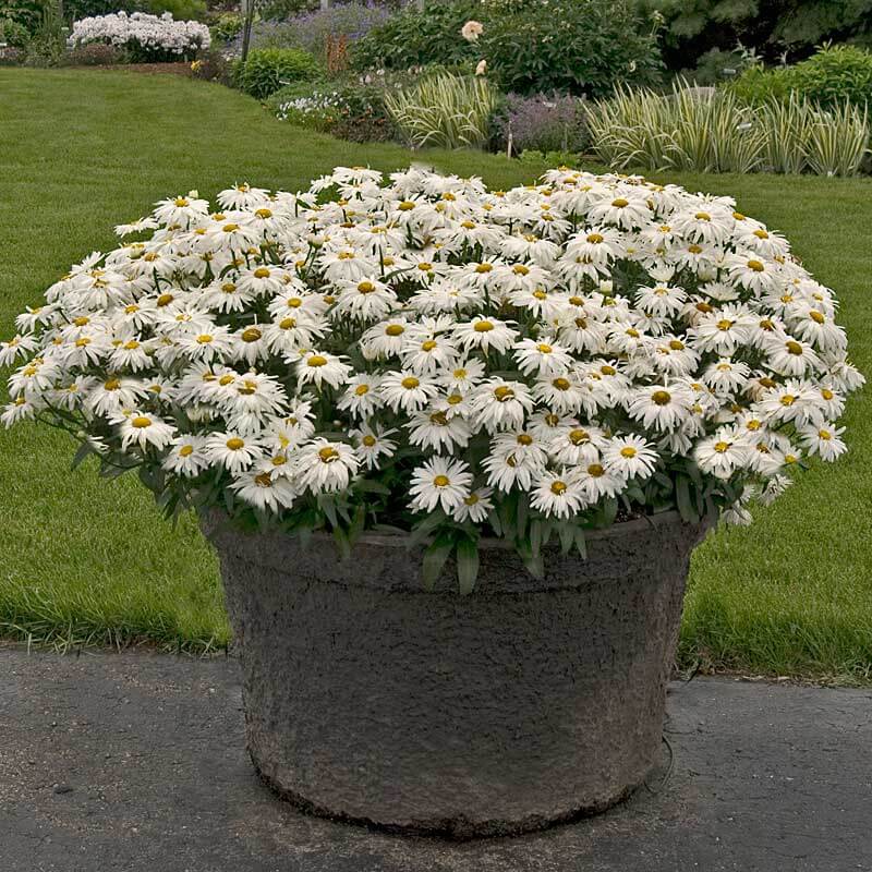 'Whoops-A-Daisy' Shasta Daisy (Leucanthemum) - Image 5