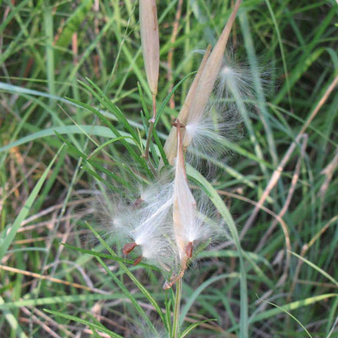 Whorled Milkweed (Asclepias) - Image 4
