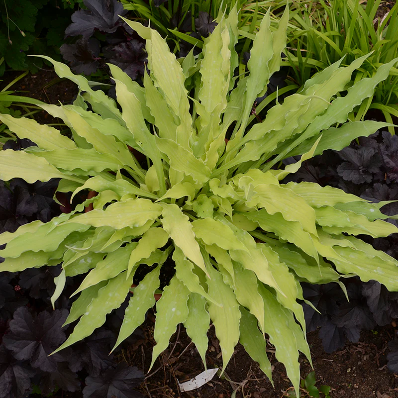 'Wiggles and Squiggles' Hosta