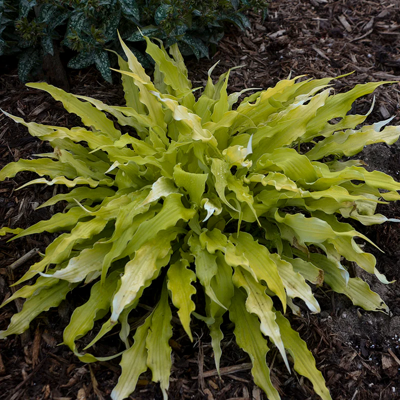 'Wiggles and Squiggles' Hosta - Image 2