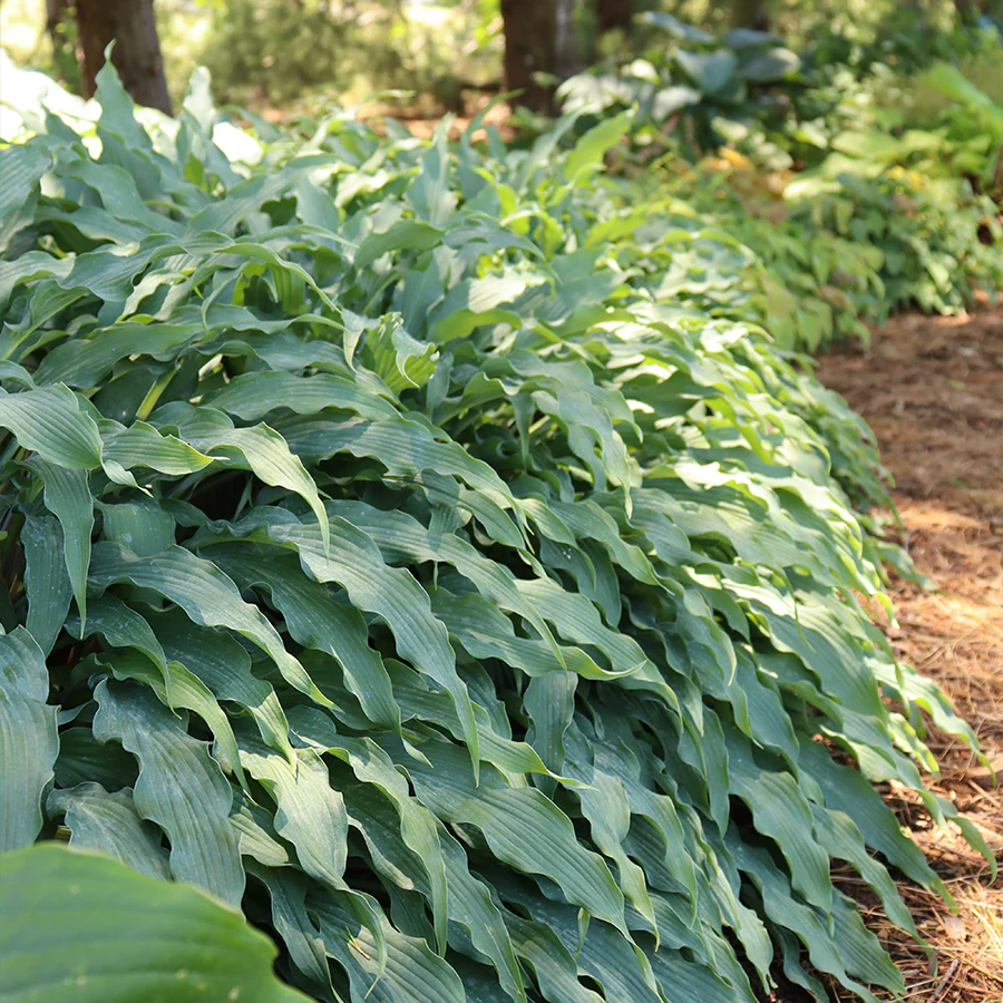 'Wild Imagination' Hosta