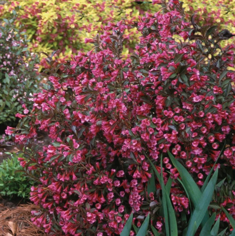 Wine & Roses Weigela - Image 2