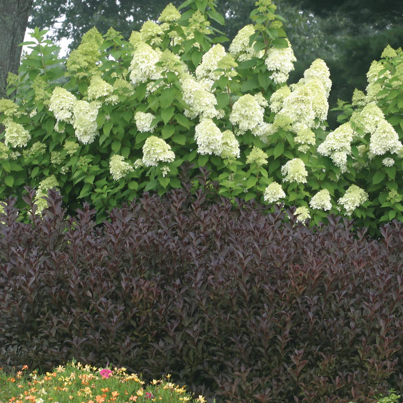 Wine & Roses Weigela - Image 4