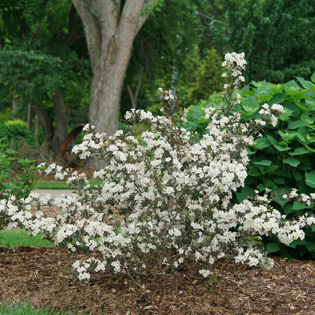Wine & Spirits™ Weigela - Image 3