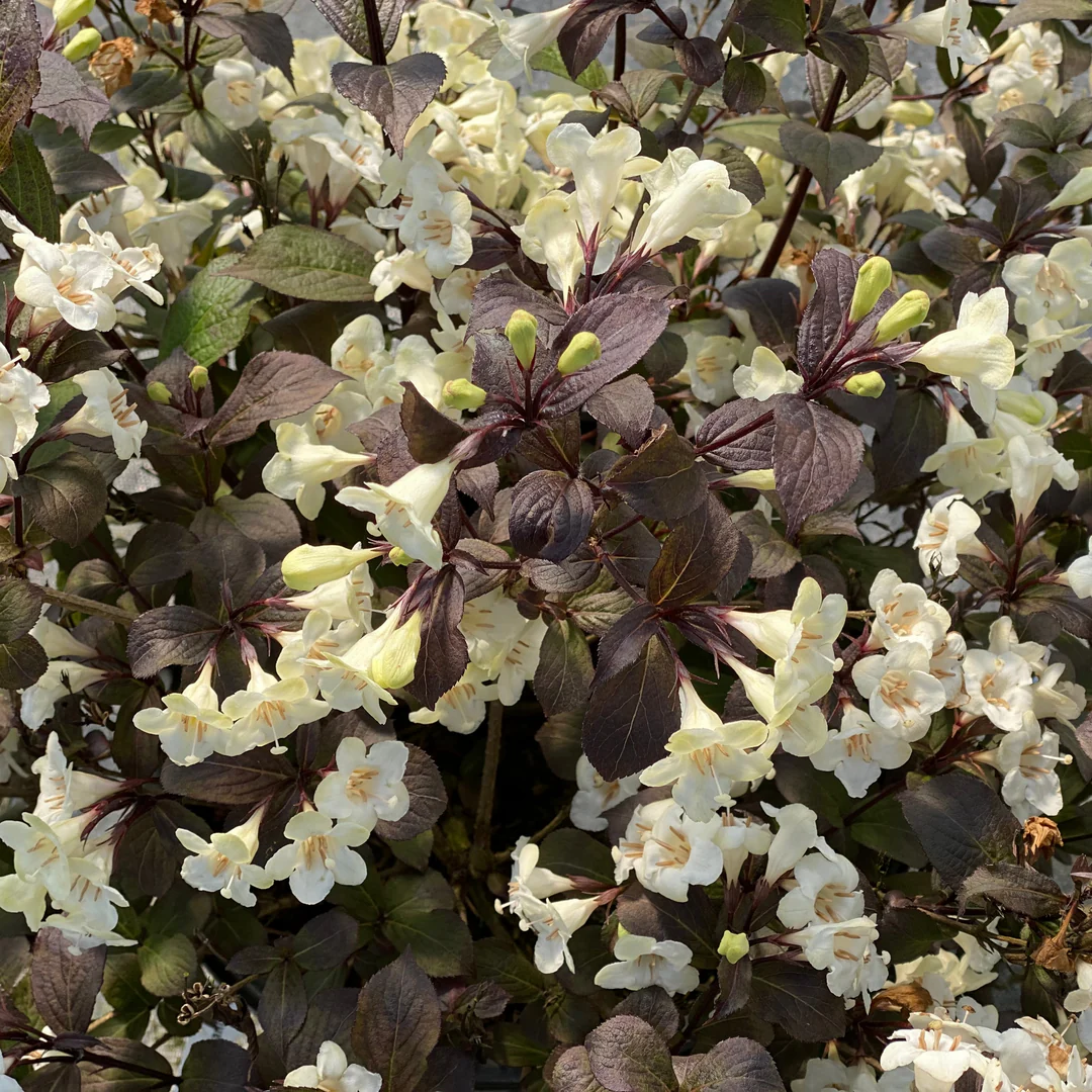 Wine & Spirits™ Weigela - Image 4