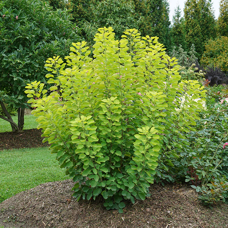 Winecraft Gold® Smokebush (Cotinus)