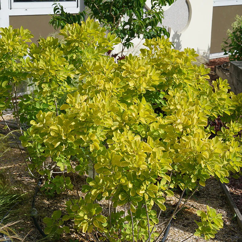 Winecraft Gold® Smokebush (Cotinus) - Image 5