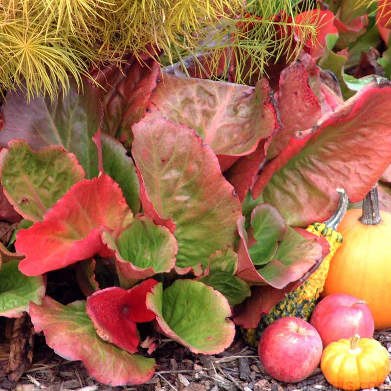 'Winterglut' Pigsqueak - Image 4