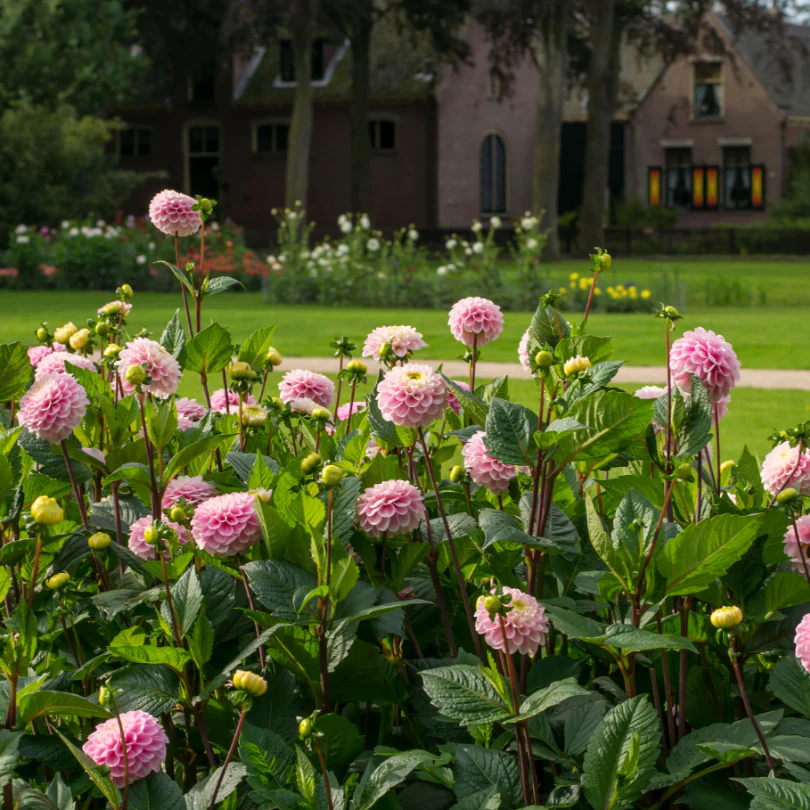 'Wizard of Oz' Dahlia - Image 2