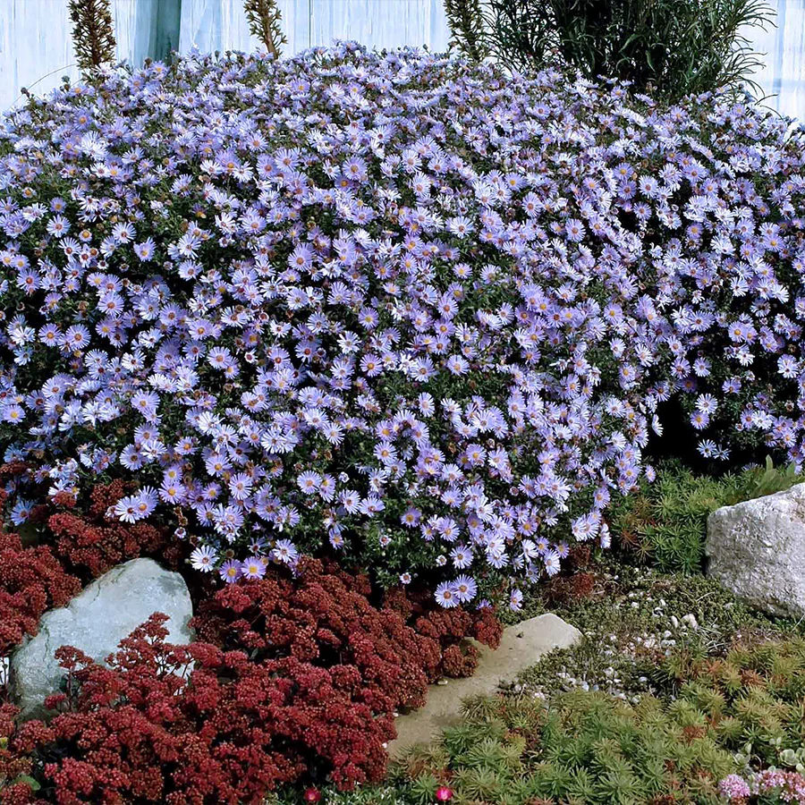 ‘Wood’s Blue’ Aster - Image 3