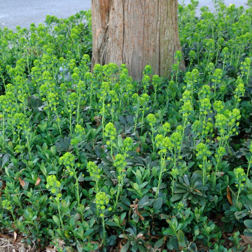 Wood Spurge (Euphorbia)