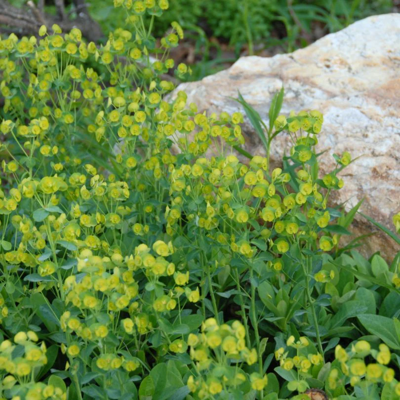 Wood Spurge (Euphorbia) - Image 3