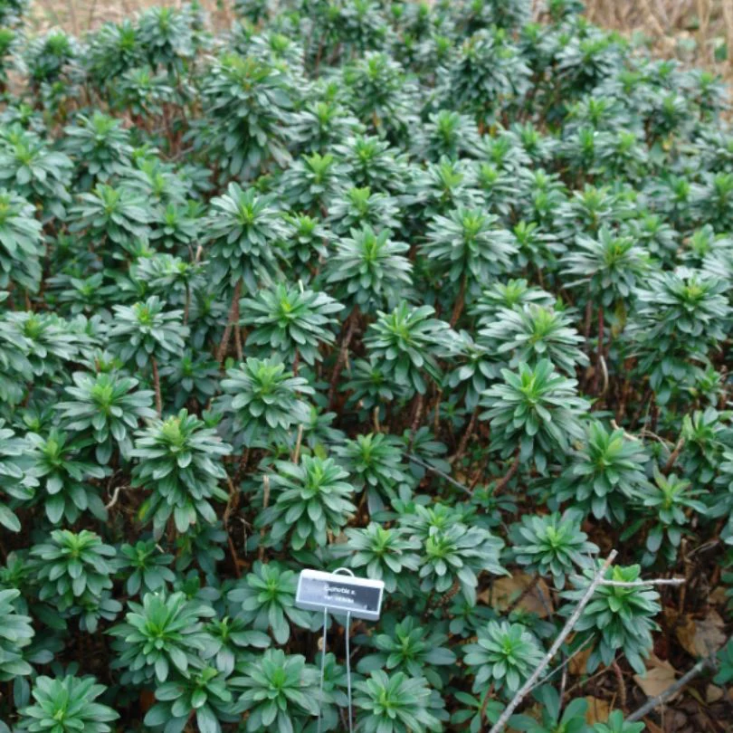 Wood Spurge (Euphorbia) - Image 4
