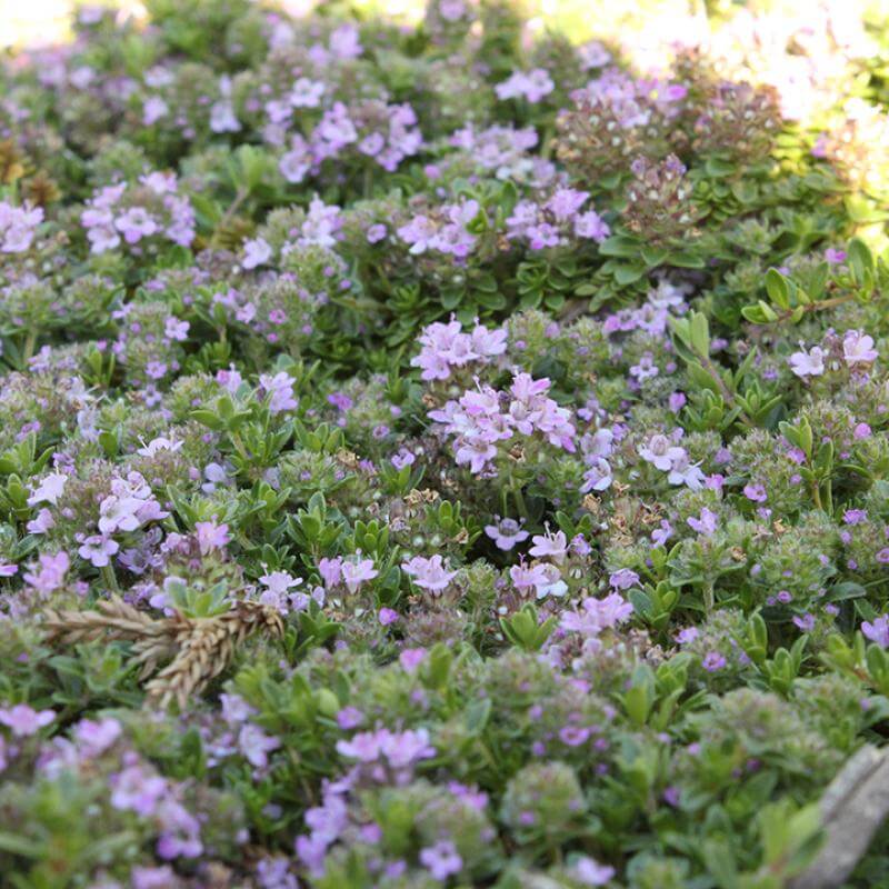 Woolly Thyme