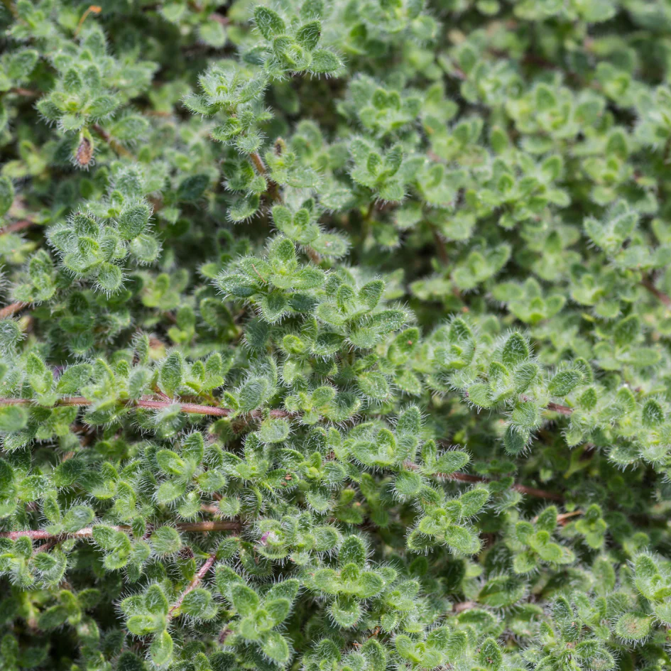 Woolly Thyme - Image 2