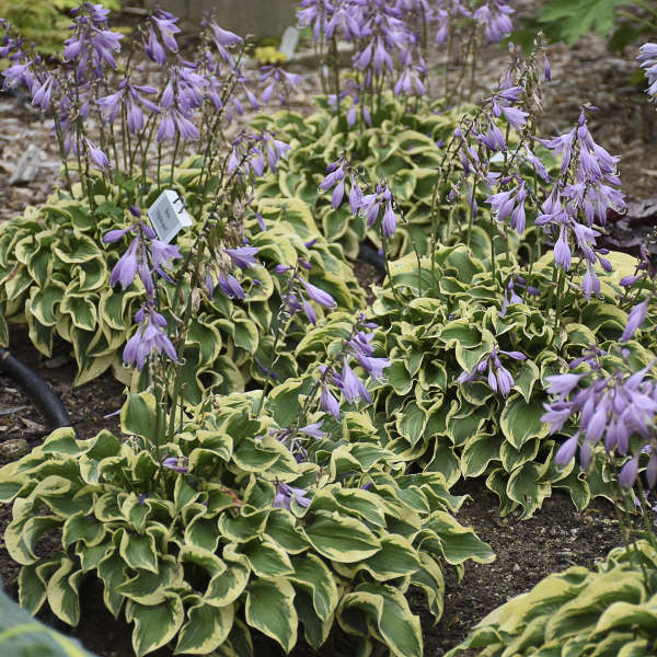 'Wrinkle in Time' Hosta - Image 3