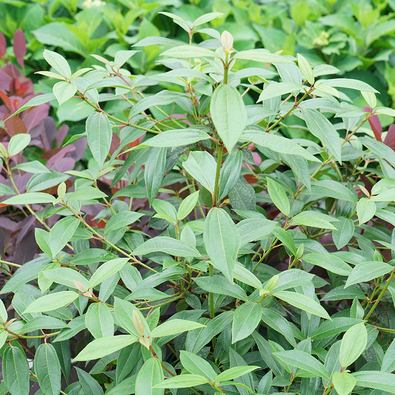 Yang® David Viburnum - Image 2