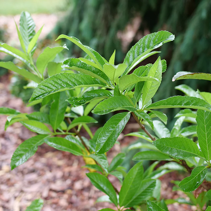 Yardline® Viburnum - Image 5