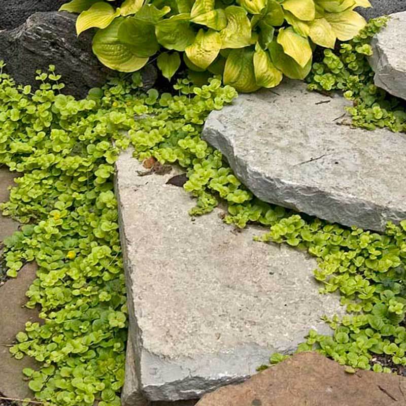Yellow Creeping Jenny (Lysimachia) - Image 2