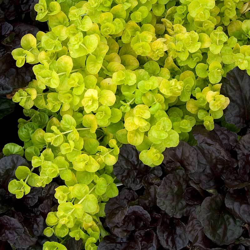 Yellow Creeping Jenny (Lysimachia) - Image 3