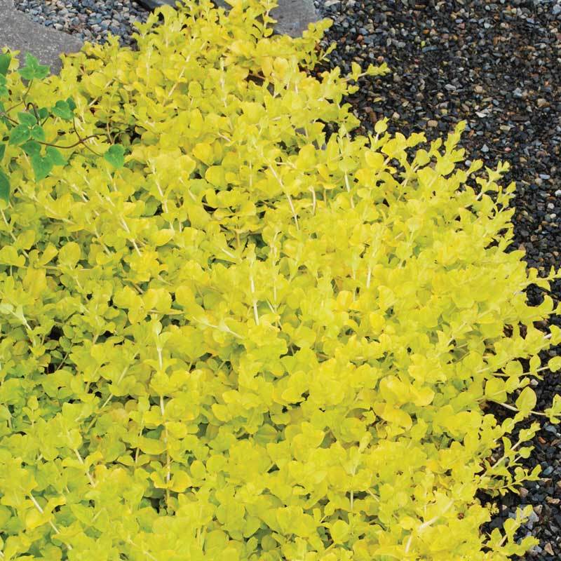Yellow Creeping Jenny (Lysimachia) - Image 6