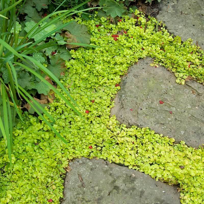 Yellow Creeping Jenny (Lysimachia) - Image 8