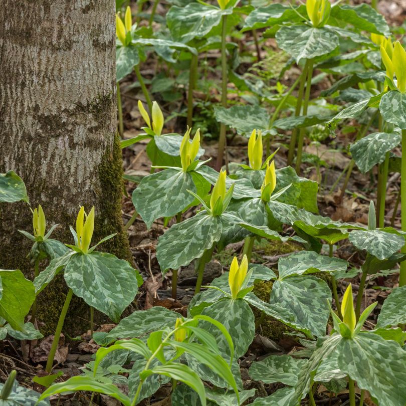 Yellow Trillium