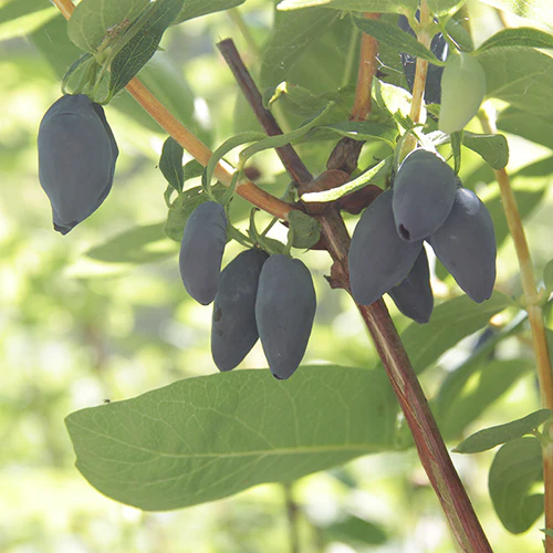 Yezberry® Maxie™ Japanese Haskap (Lonicera) - Image 2
