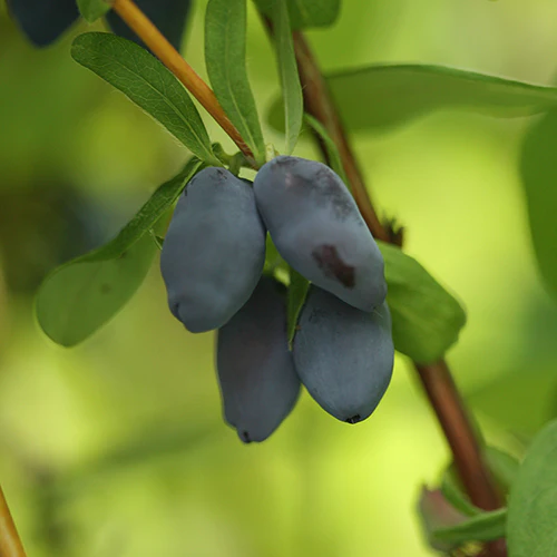 Yezberry® Solo™ Japanese Haskap (Lonicera)