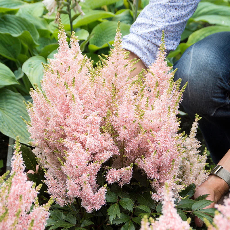 'Youniqe Salmon' Astilbe - Image 3