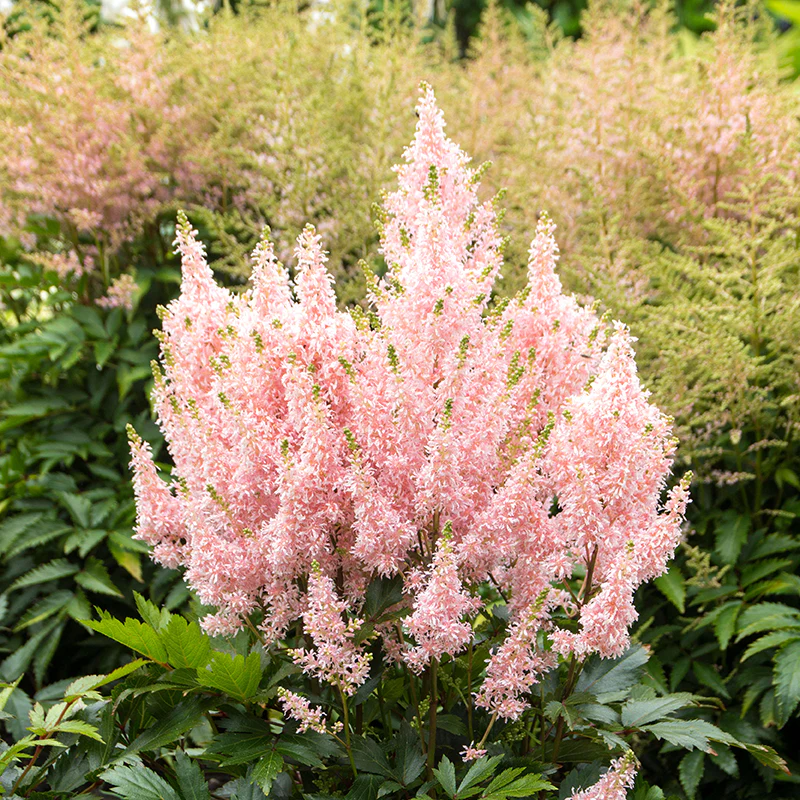 'Youniqe Salmon' Astilbe - Image 4