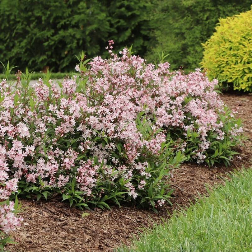 Yuki Cherry Blossom® 2.0 Deutzia - Image 3