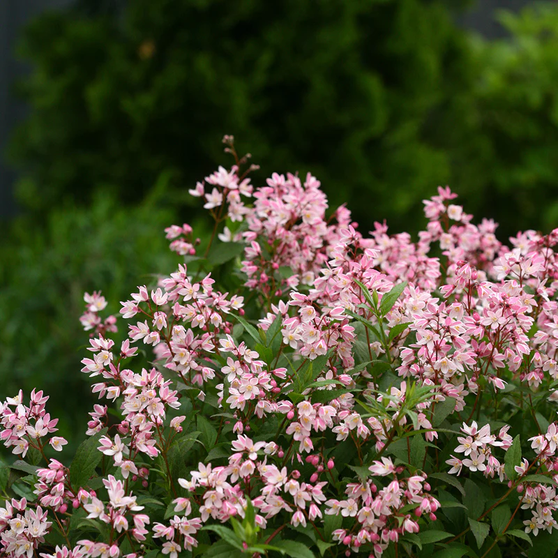 Yuki Cherry Blossom® Deutzia - Image 2