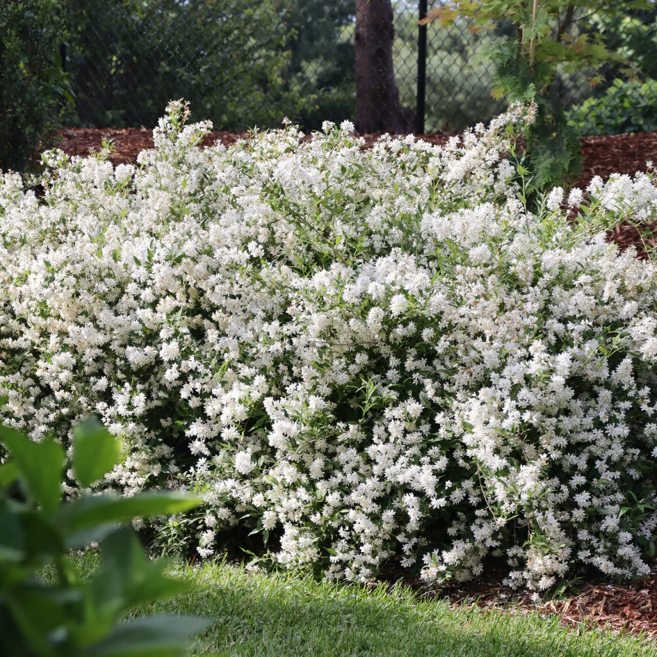 Yuki Snowflake® Deutzia