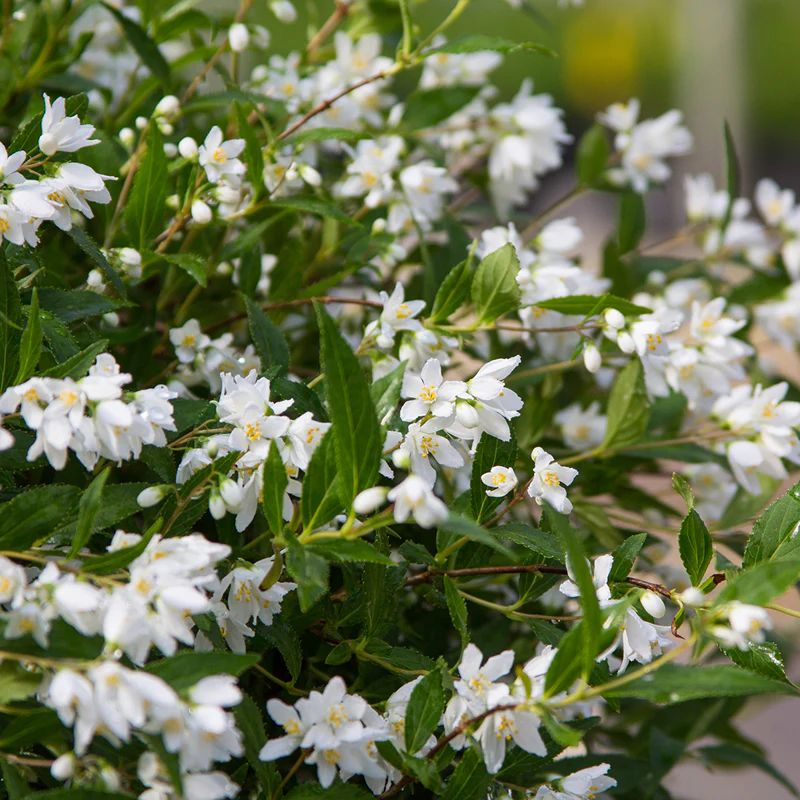 Yuki Snowflake® Deutzia - Image 3