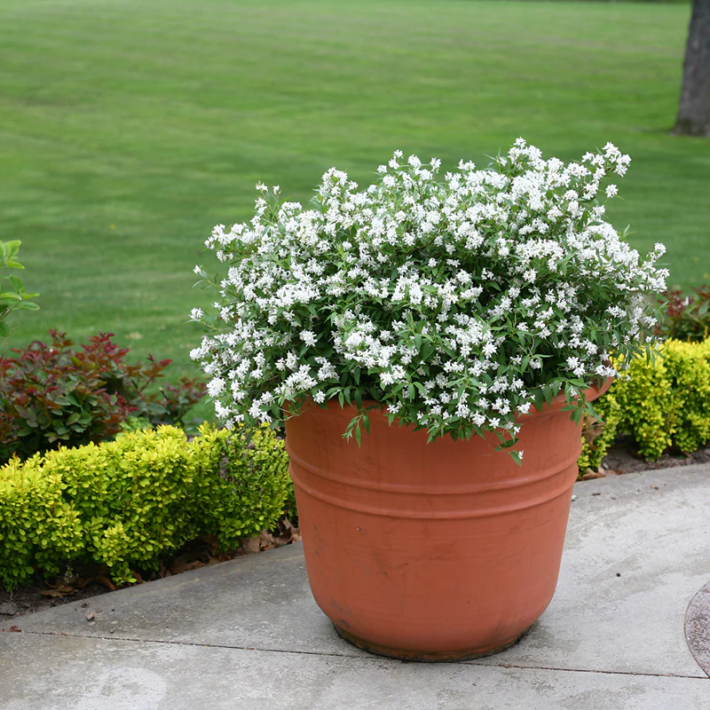 Yuki Snowflake® Deutzia - Image 4