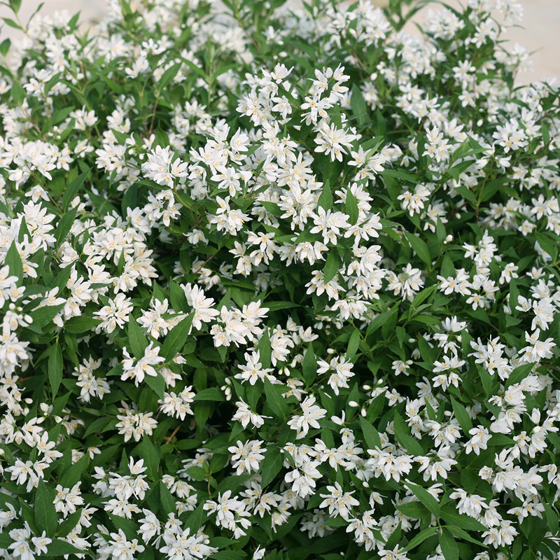 Yuki Snowflake® Deutzia - Image 5