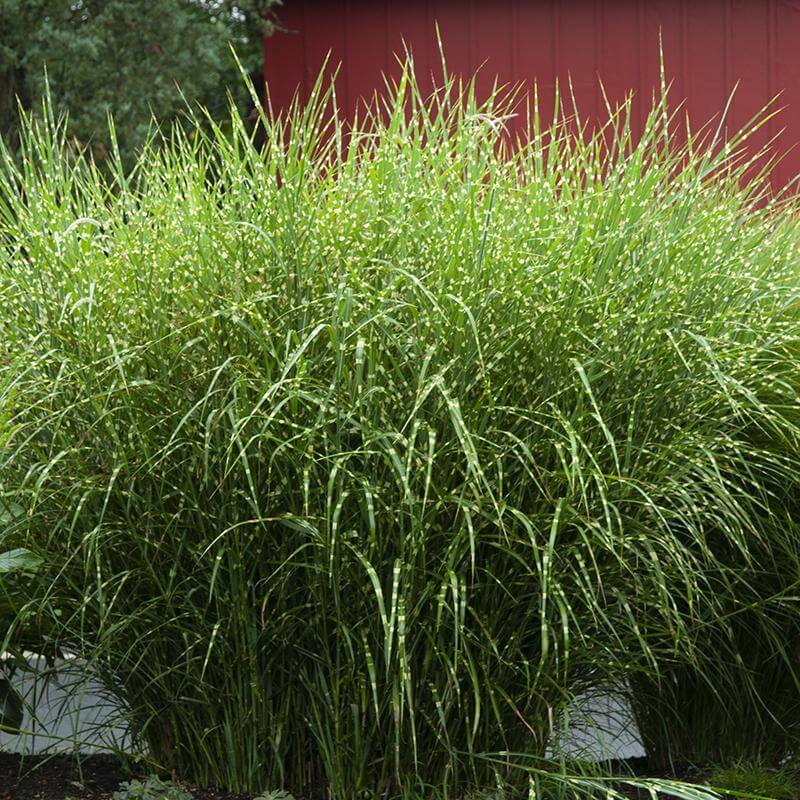 'Zebrinus' Maiden Grass (Miscanthus)
