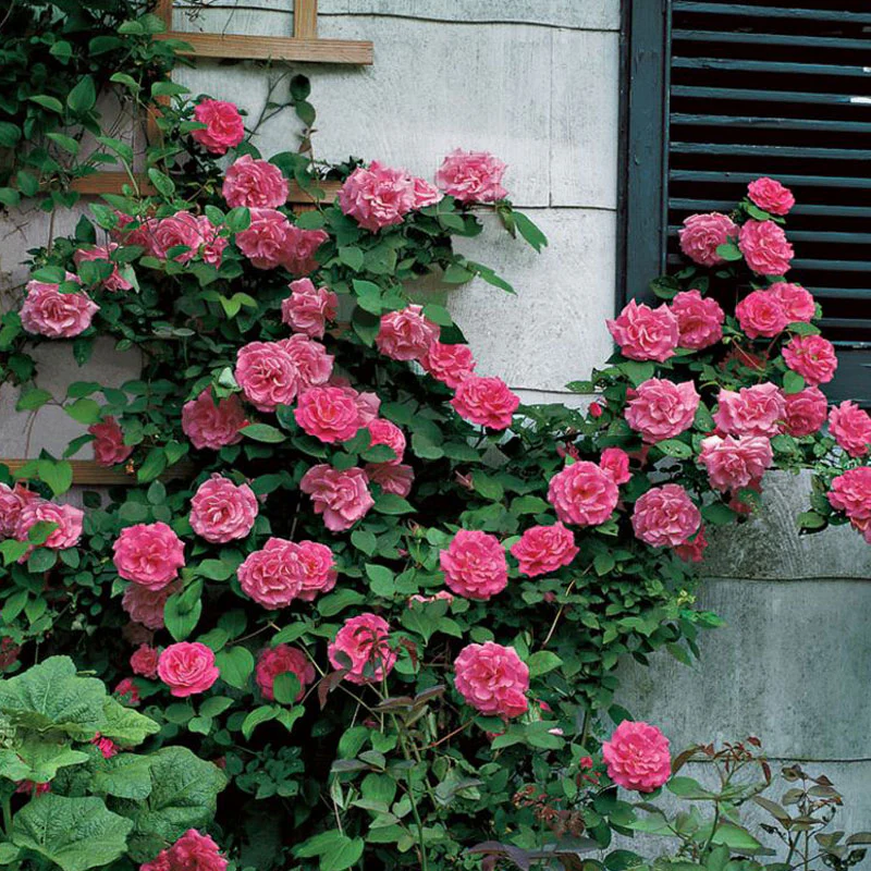 'Zéphirine Drouhin' Climbing Rose - Image 3