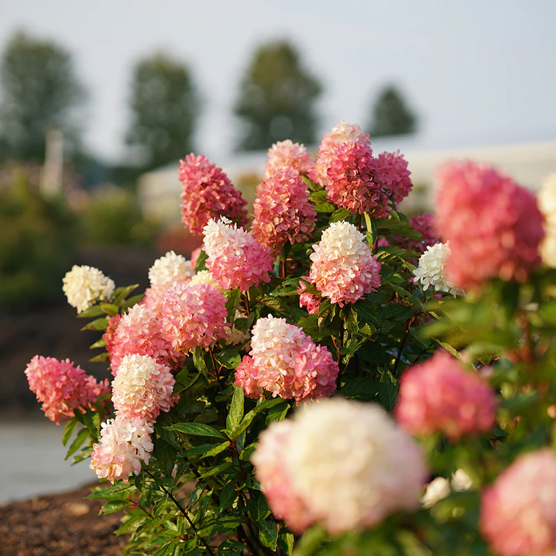 Zinfin Doll® Panicle Hydrangea - Image 4