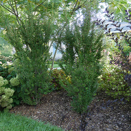 Zuzu® Flowering Cherry Shrub - Image 2