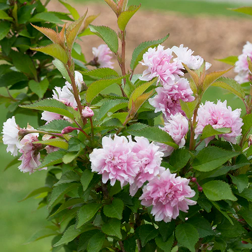 Zuzu® Flowering Cherry Shrub - Image 3